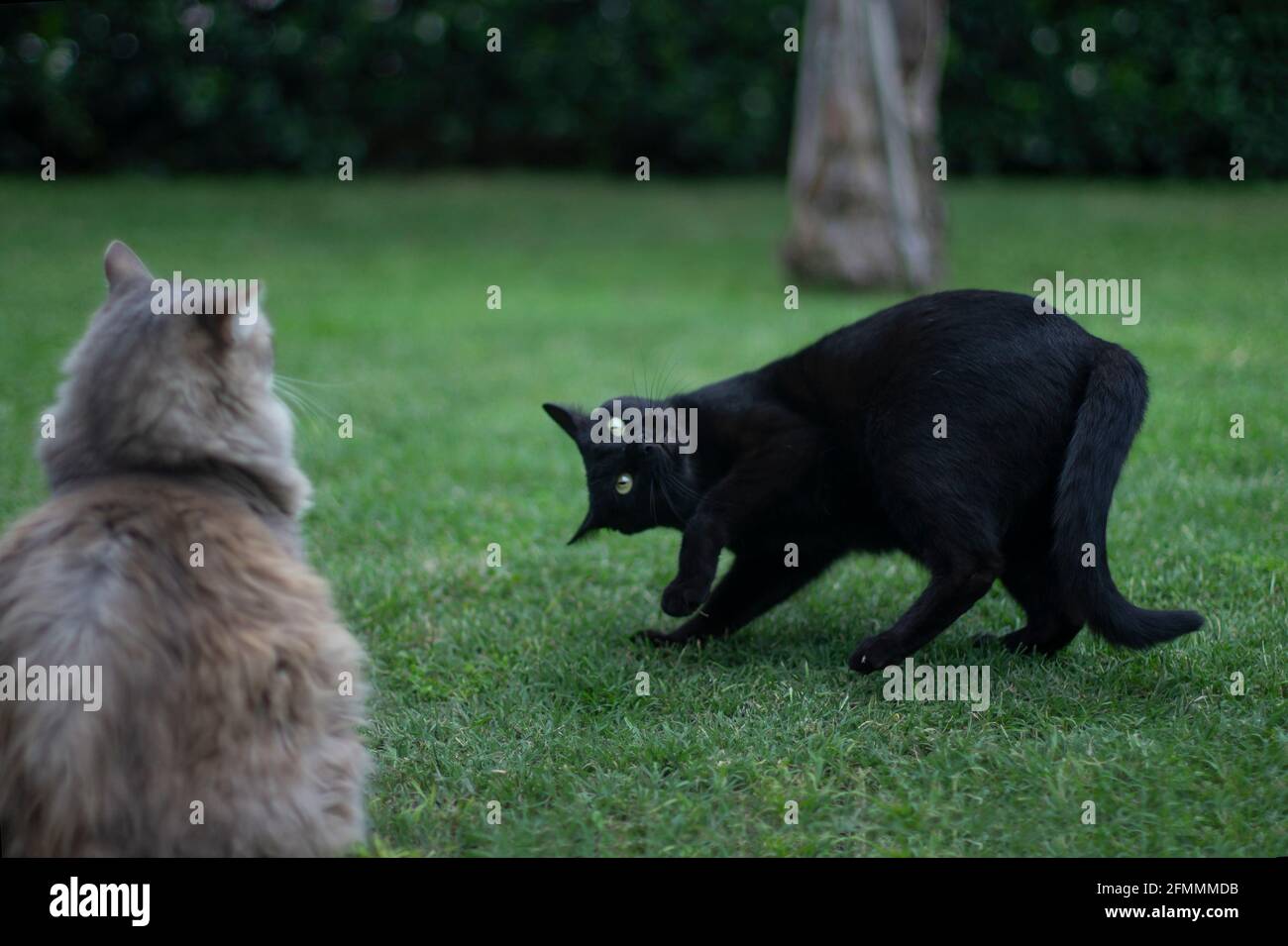 Black cat playing with grey cat in the garden Stock Photo - Alamy