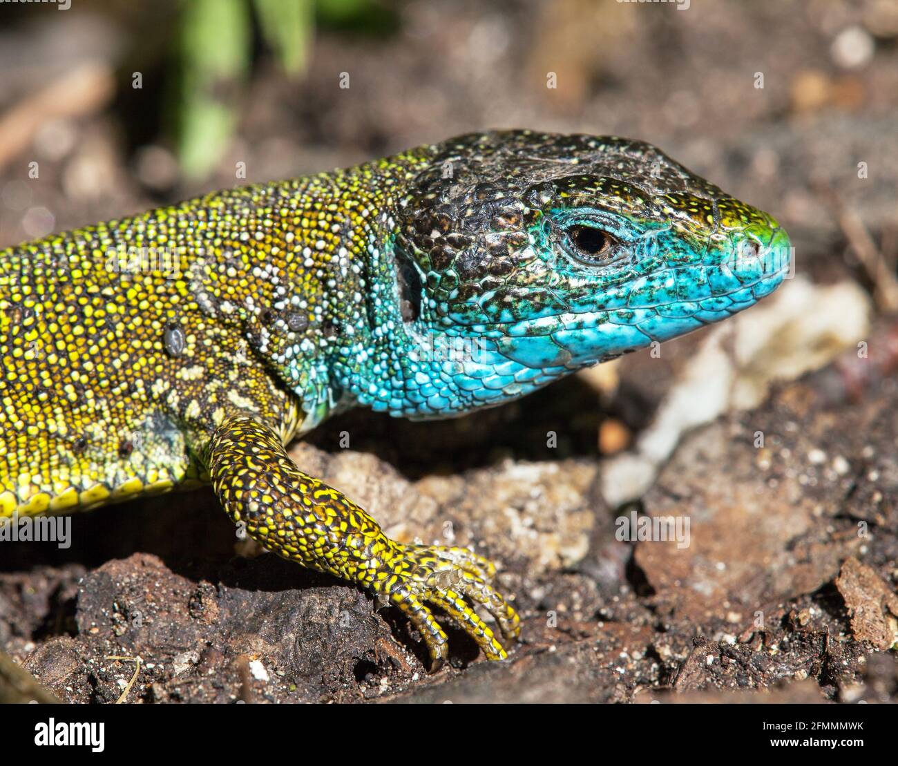 European green lizard in Latin Lacerta viridis detail of Animal Stock Photo