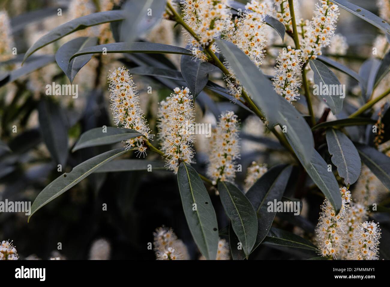 Blooming flowers of common laurel with big green leaves Stock Photo