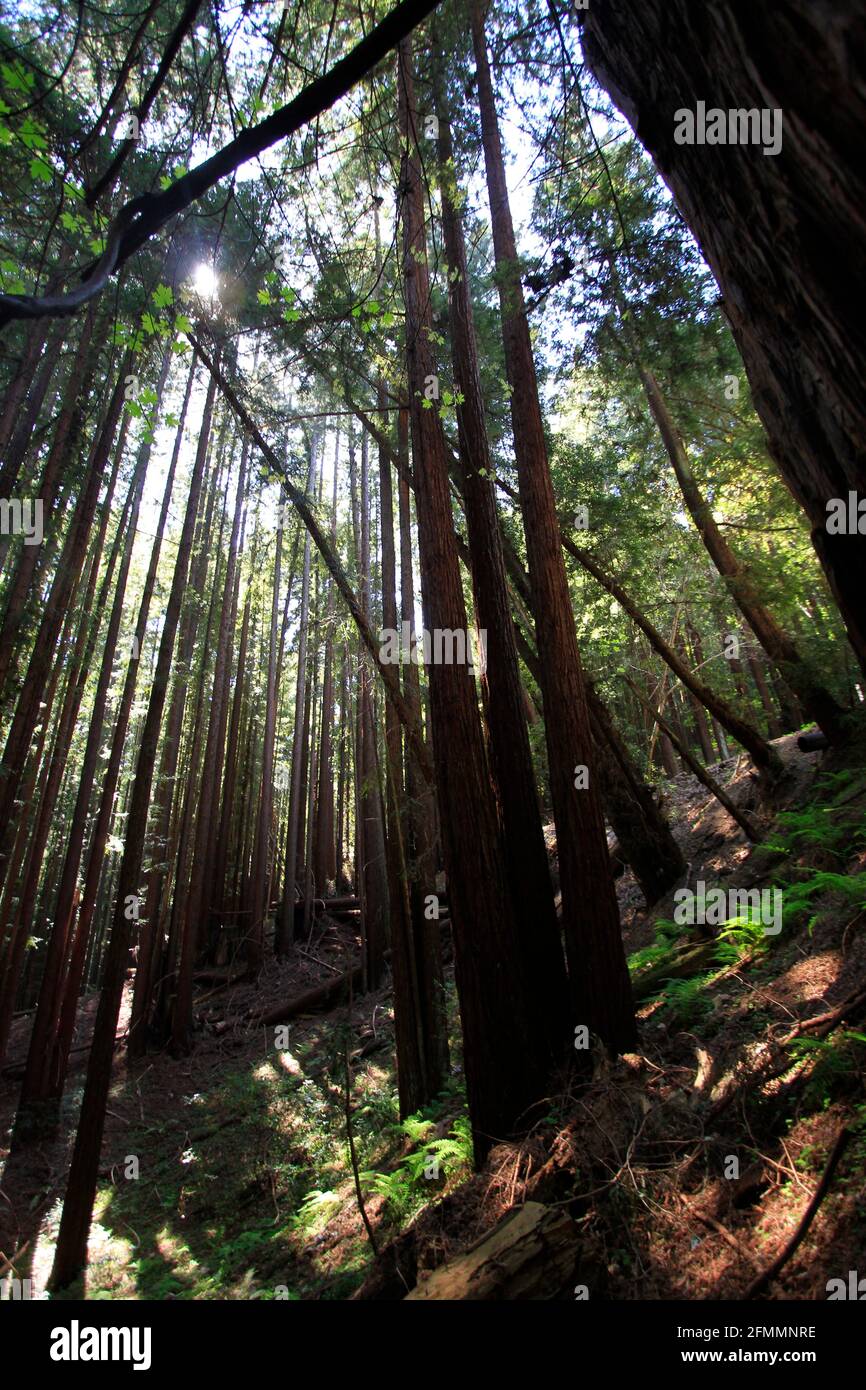 Sunlight filtering through the trees in forest, Santa Cruz, California Stock Photo