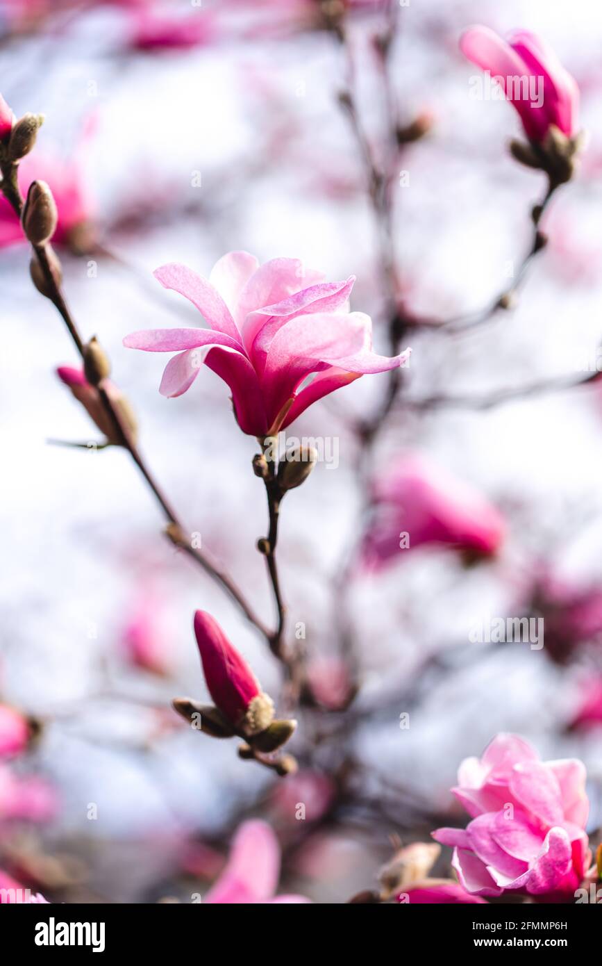 Branches of tulip tree hi-res stock photography and images - Alamy