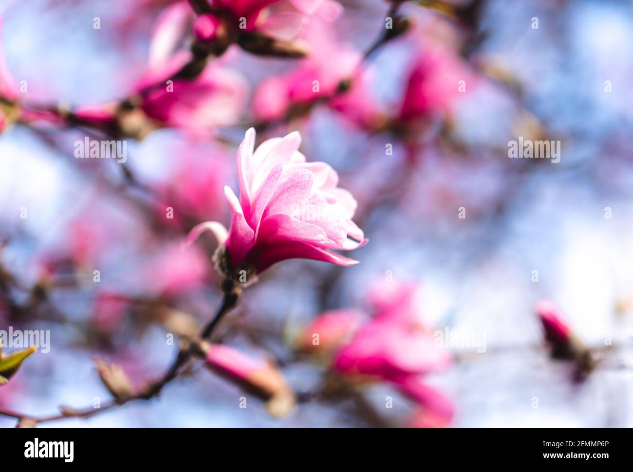 Pink magnolia flowers blooming on branches of a tree on a spring day ...