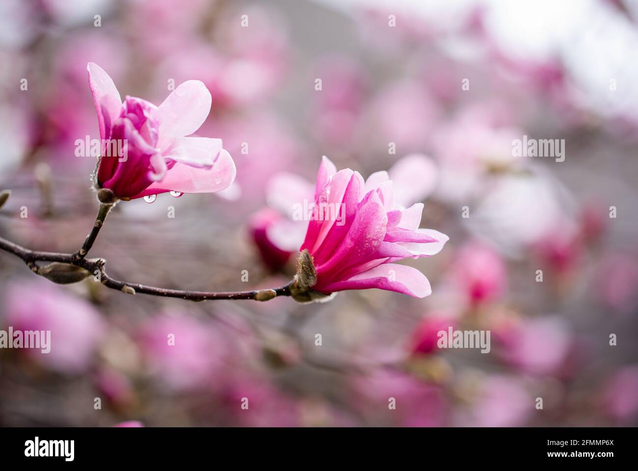 Pink magnolia flowers blooming on branches of a tree on a spring day. Stock Photo