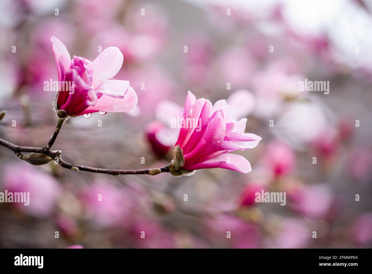 Magnolia tree branches blooming hi-res stock photography and images - Alamy