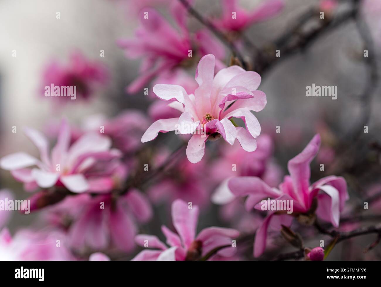 Branches of tulip tree hi-res stock photography and images - Alamy