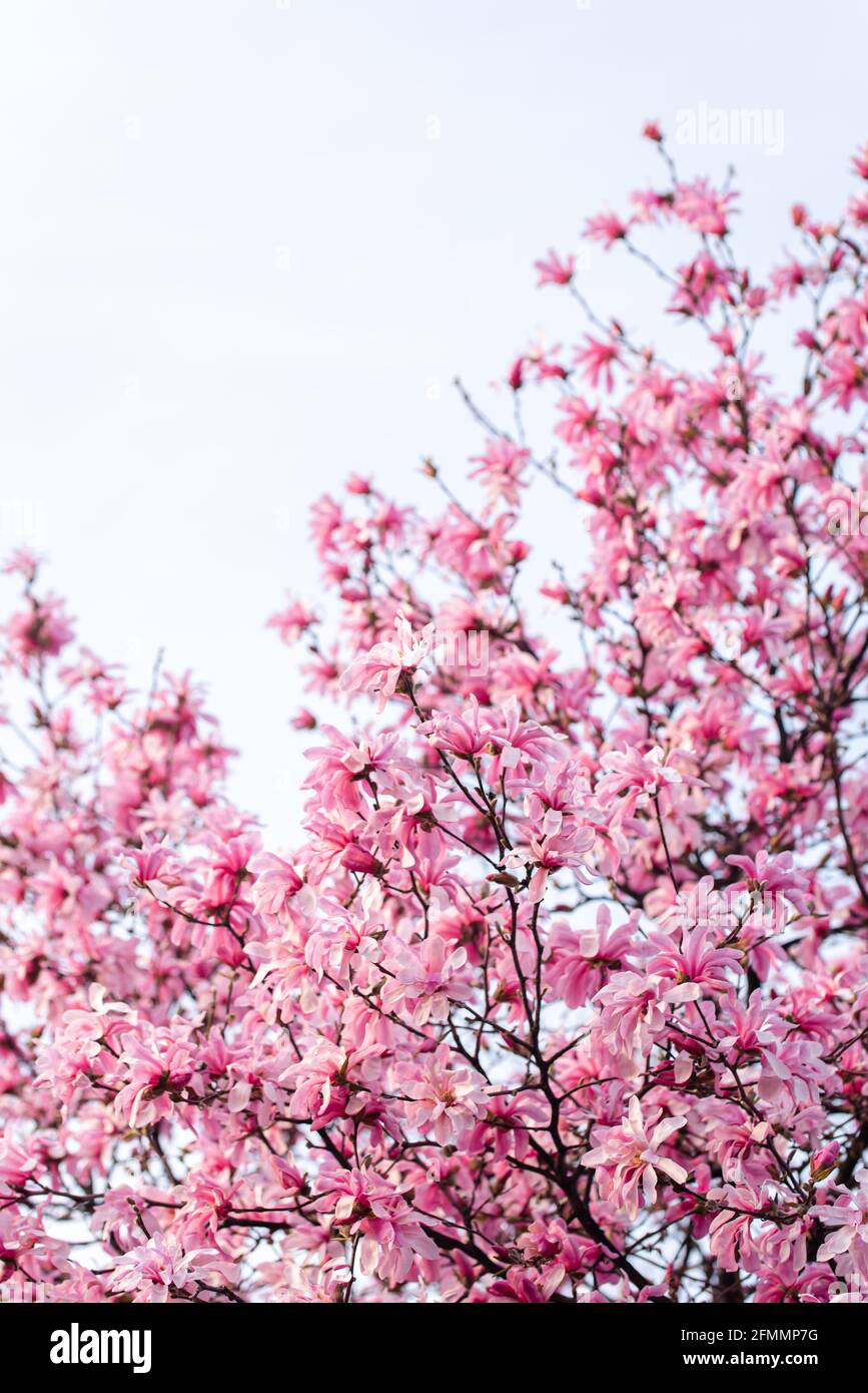 Pink magnolia flowers blooming on branches of a tree on a spring day. Stock Photo