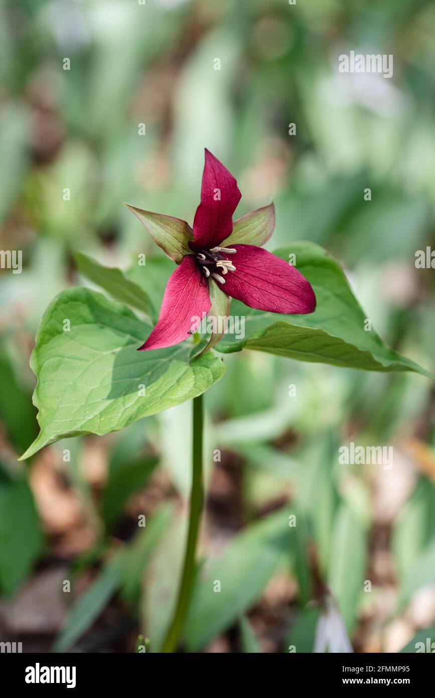 Red trillium flower blooming on the forest floor in Ontario, Canada Stock Photo
