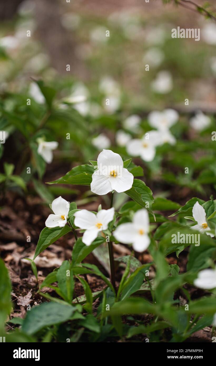 White trillium flowers blooming on the forest floor in Ontario, Canada Stock Photo
