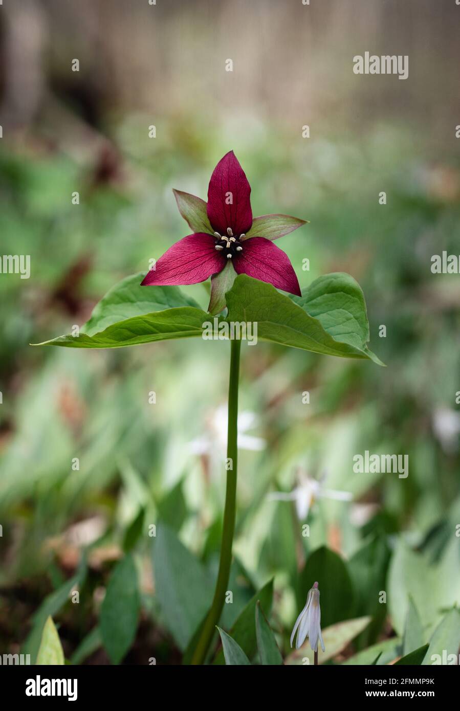 Red trillium flower blooming on the forest floor in Ontario, Canada Stock Photo
