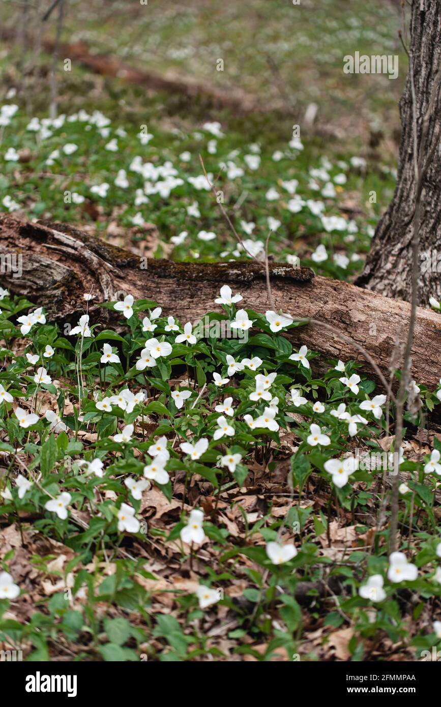 White trillium flowers blooming on the forest floor in Ontario, Canada Stock Photo