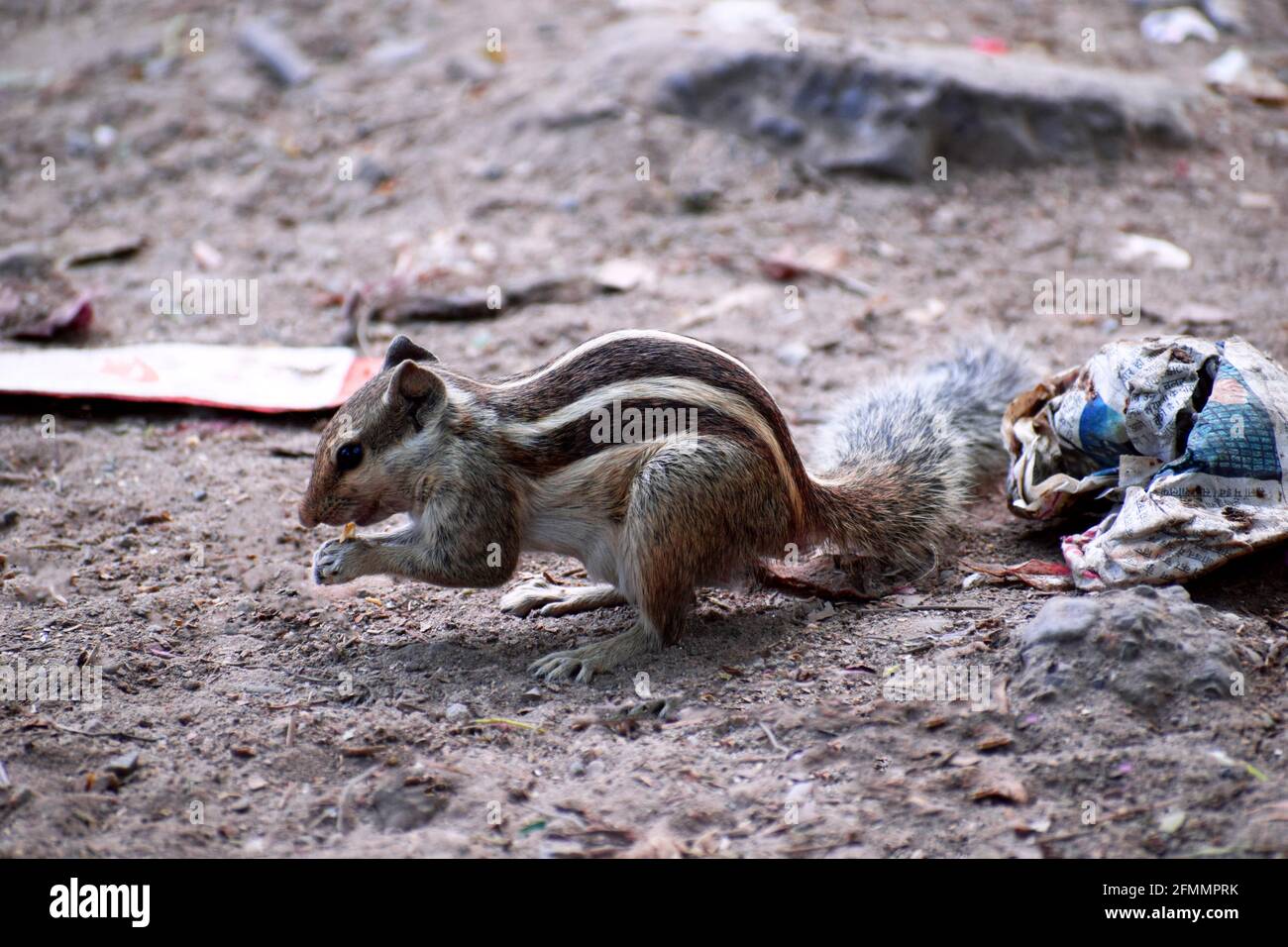 Cute And Small Funambulus Squirrel Gnawing Food In The Forest Stock 