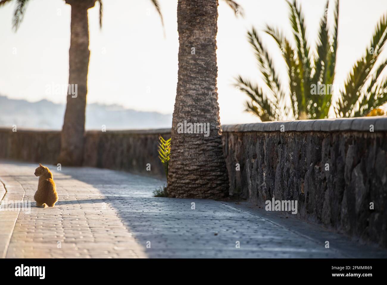 domestic cat sit on the promenade at Playa del Ingles Stock Photo