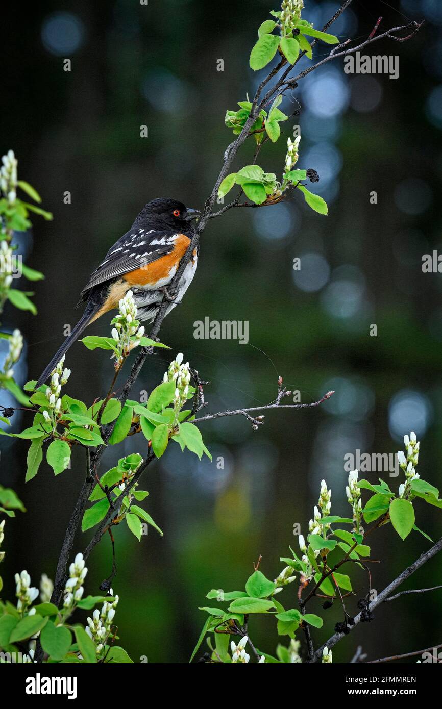 Spotted Towhee, Ellison Provincial Park, British Columbia, Canada Stock Photo