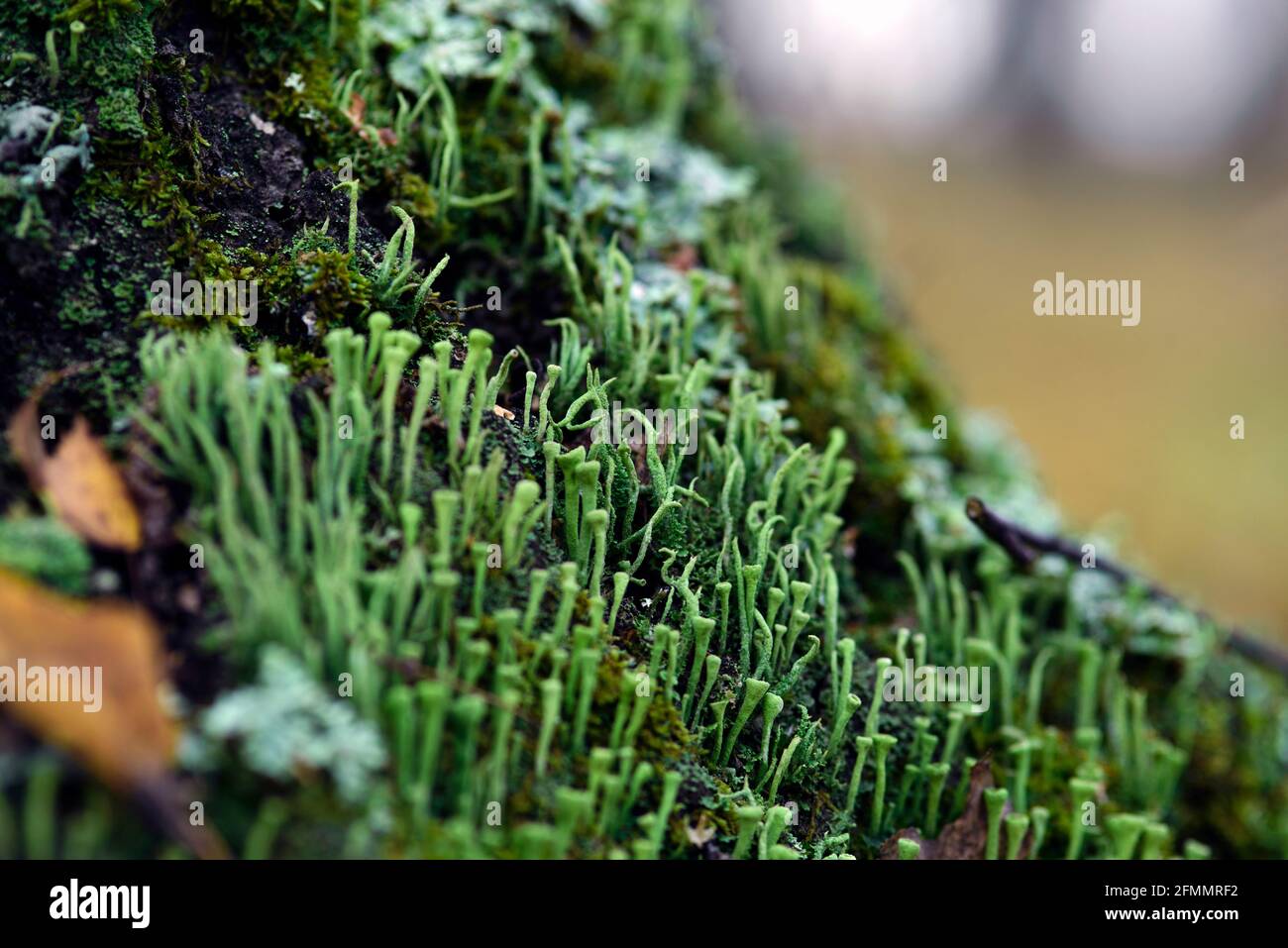 Lichen cladonia coniocraea and moss on tree bark in autumn forest Stock Photo