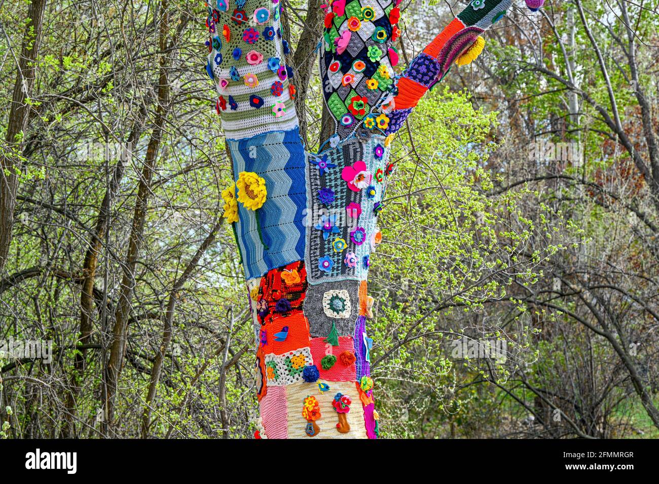 Crochet, knoitting, yarn bombed tree, Penticton Art Gallery, British Columbia, Canada Stock Photo