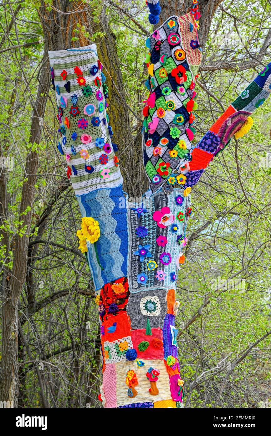 Crochet, knoitting, yarn bombed tree, Penticton Art Gallery, British Columbia, Canada Stock Photo