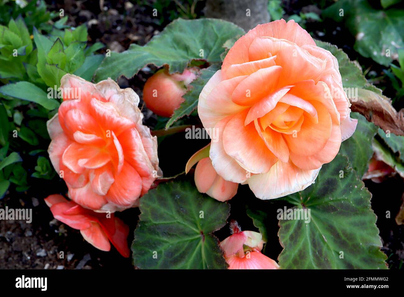 Begonia ‘Fortune Coral Shades’ Begonia Fortune Peach Shades coral peach flowers in roseform shape,  May, England, UK Stock Photo