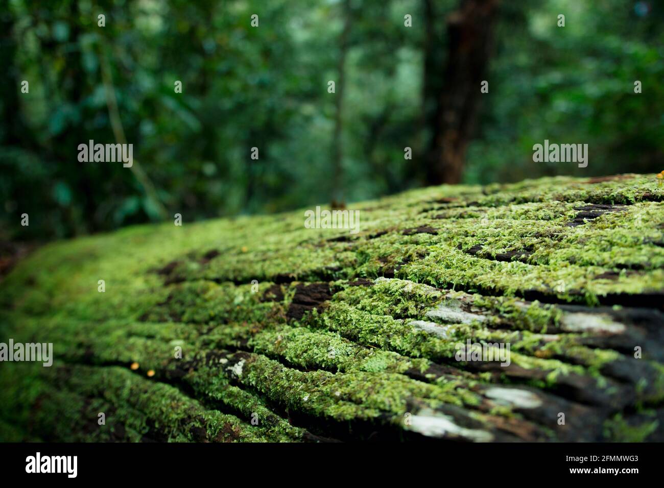 Mossy Log in Australian Rainforest Stock Photo