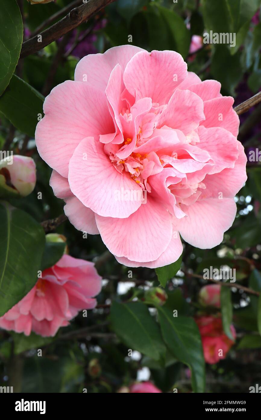 Camellia x williamsii ‘Debbie’ Camellia Debbie – deep pink semi double flowers with ruffled centre,  May, England, UK Stock Photo