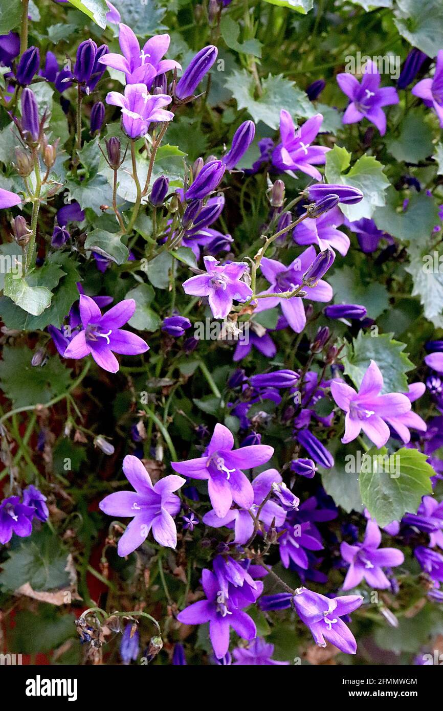 Campanula portenschlagiana wall bellflowers – mass of small purple funnel-shaped flowers,  May, England, UK Stock Photo
