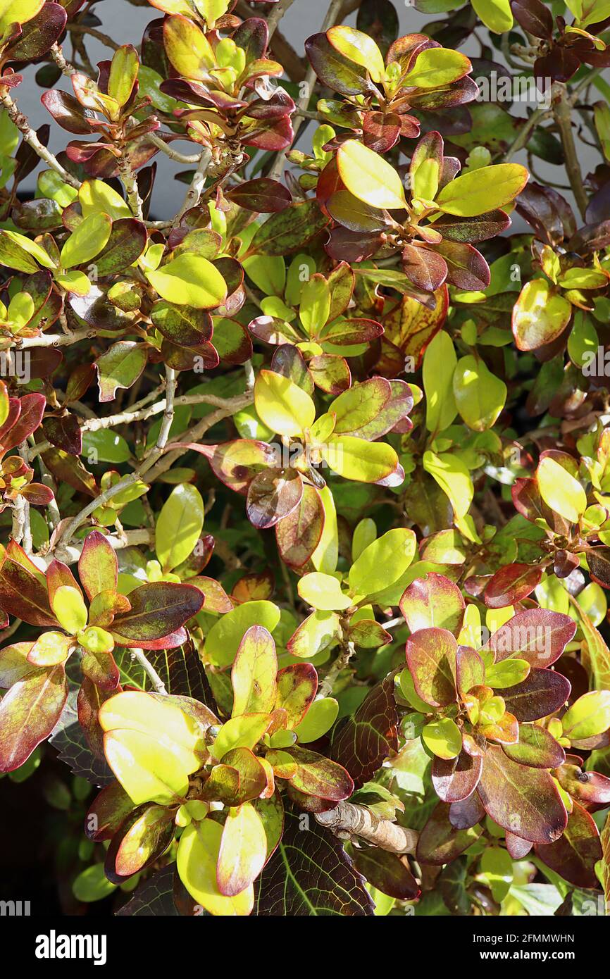 Coprosma repens ‘Pina Colada’ Looking-glass plant Pina Colada – apple green leaves with irregular maroon red markings,  May, England, UK Stock Photo