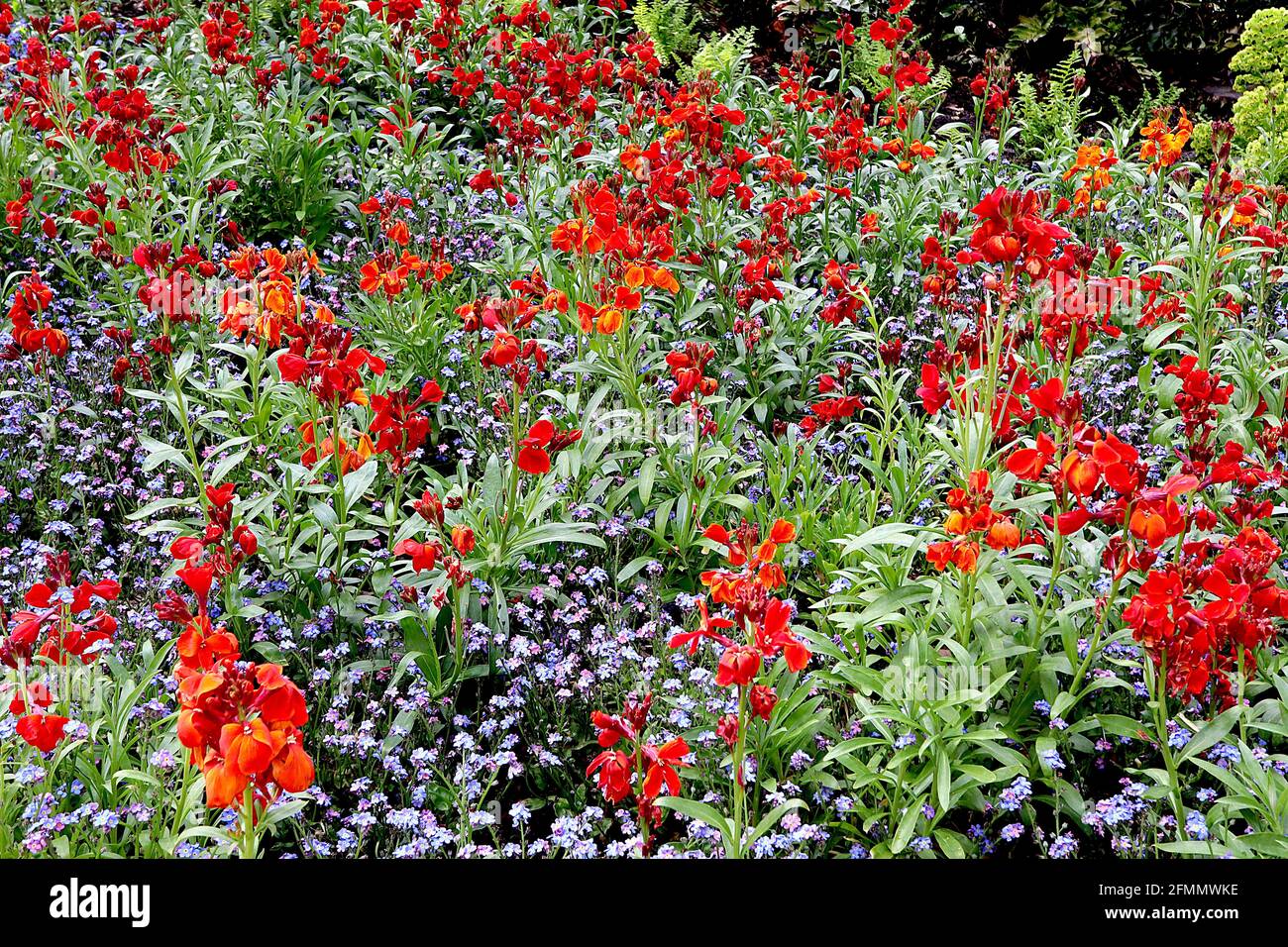 Erysimum cheiri ‘Sunset Orange’ Wallflower Sunset Orange – orange red flowers and smooth mid green lance-shaped leaves,  May, England, UK Stock Photo