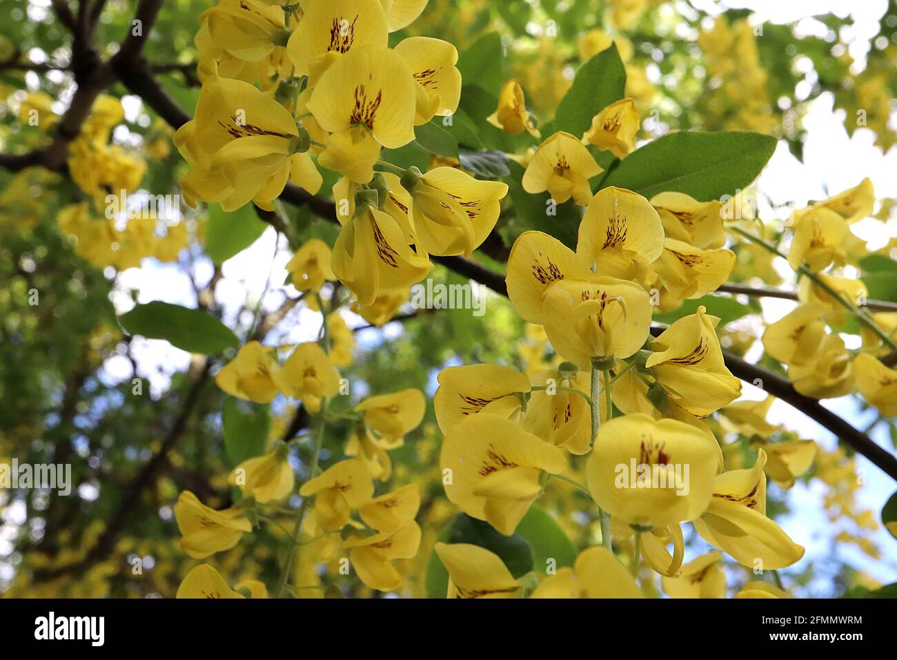 Laburnum x anagyroides ‘Yellow Rocket’ Golden chain tree – yellow pea-like flowers with brown blotch, fresh green ovate leaves,  May, England, UK Stock Photo