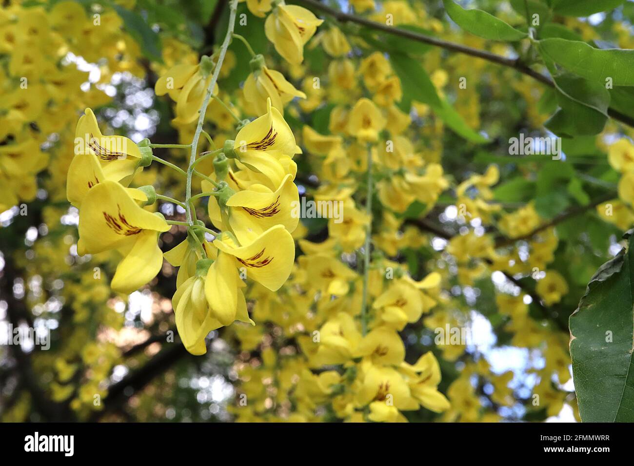 Laburnum x anagyroides ‘Yellow Rocket’ Golden chain tree – yellow pea-like flowers with brown blotch, fresh green ovate leaves,  May, England, UK Stock Photo