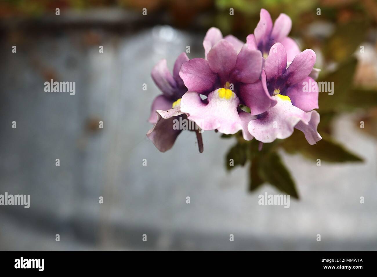 Nemesia fruticans ‘Aromance Pink’ Aloha Aromance Pink lavender pink