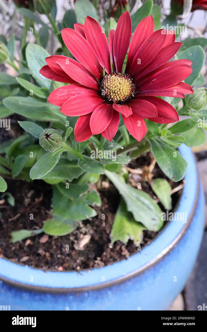 Osteospermum ecklonis ‘Serenity Red’ red African daisy – red daisy-like flowers with black centres,  May, England, UK Stock Photo