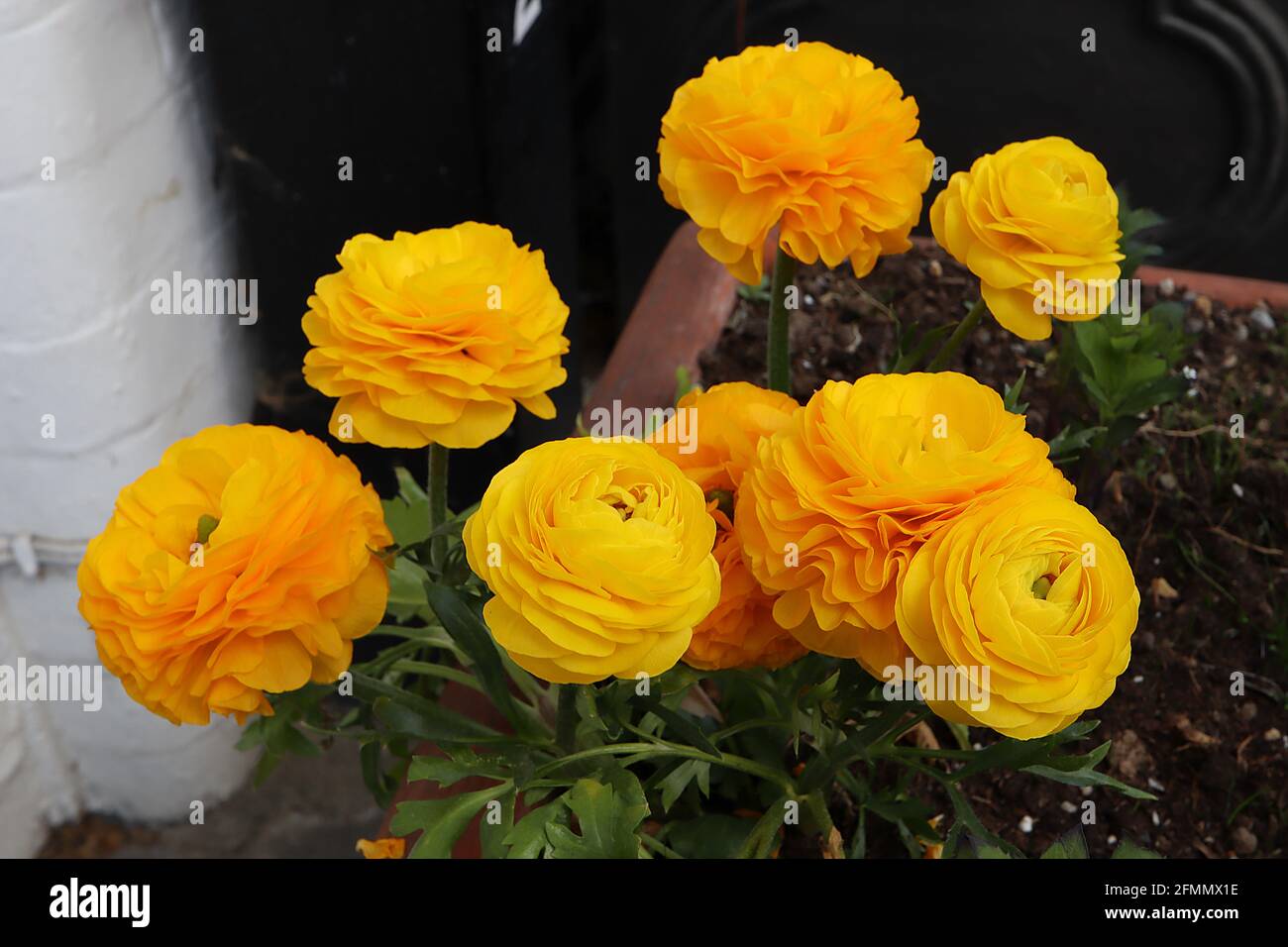 Ranunculus asiaticus Persian buttercup – golden yellow roseforum flowers with multiple layers of petals,  May, England, UK Stock Photo