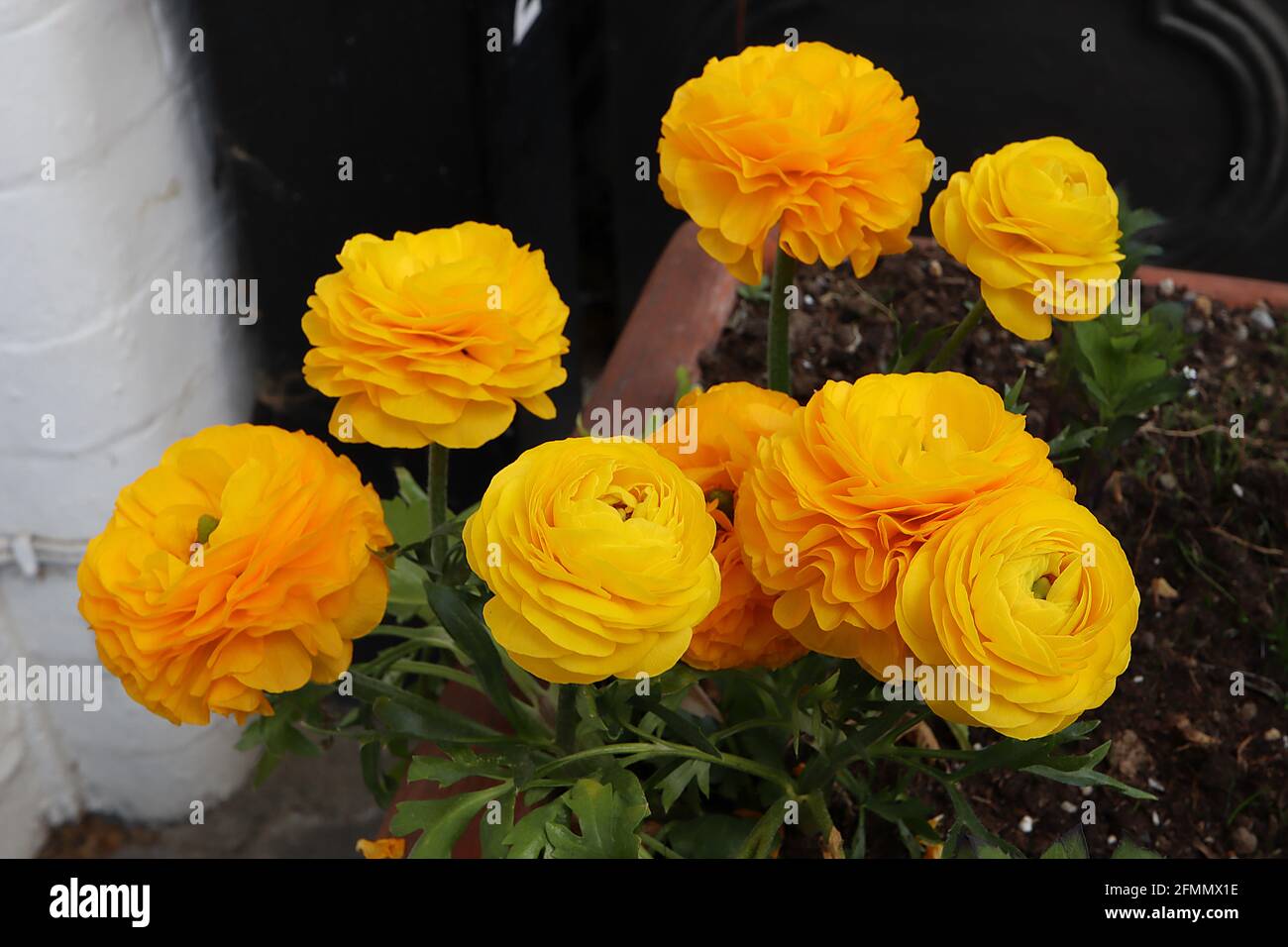 Golden Ranunculus Ranunculus asiaticus Persian buttercup – golden yellow roseforum ...