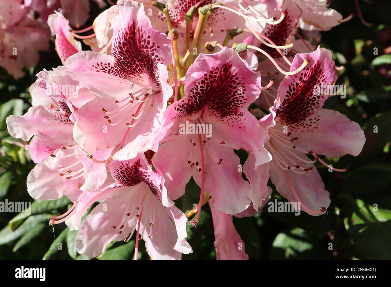 Rhododendron ‘Kokardia’ Lavender pink funnel-shaped flowers with dense dark brown blotch,  May, England, UK Stock Photo