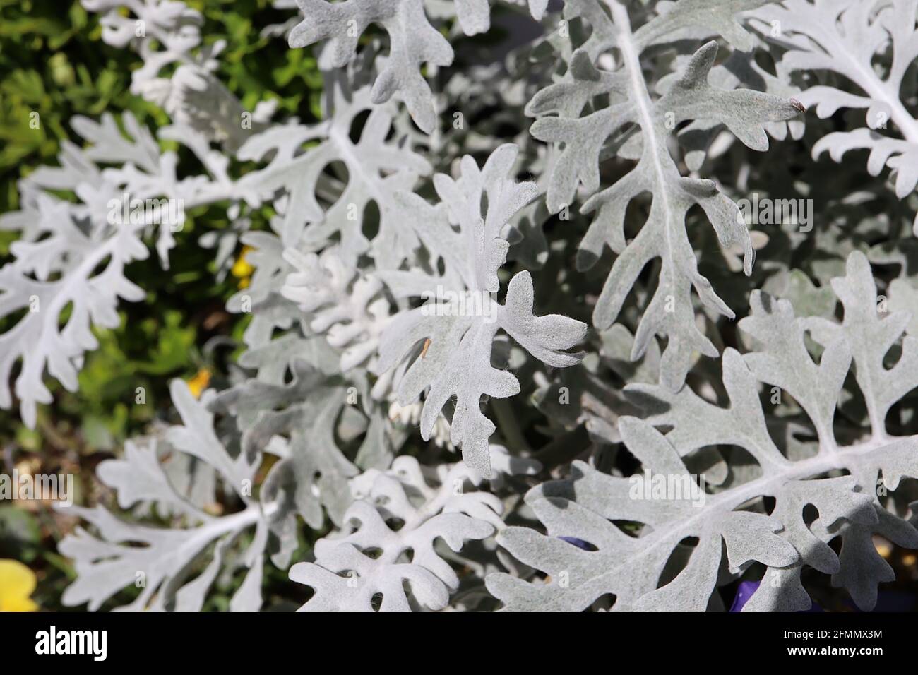Senecio cineraria ‘Silver Dust’ Silver ragwort Silver Dust  Jacobaea maritima Silver Dust – woolly grey leaves with intricate pattern, May, England,UK Stock Photo