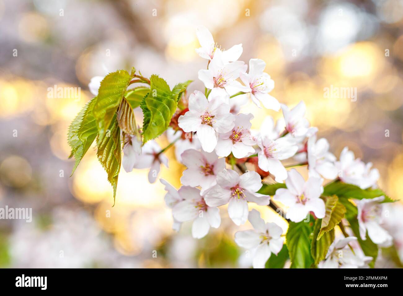 Fine art macro cherry blossom hi-res stock photography and images - Alamy