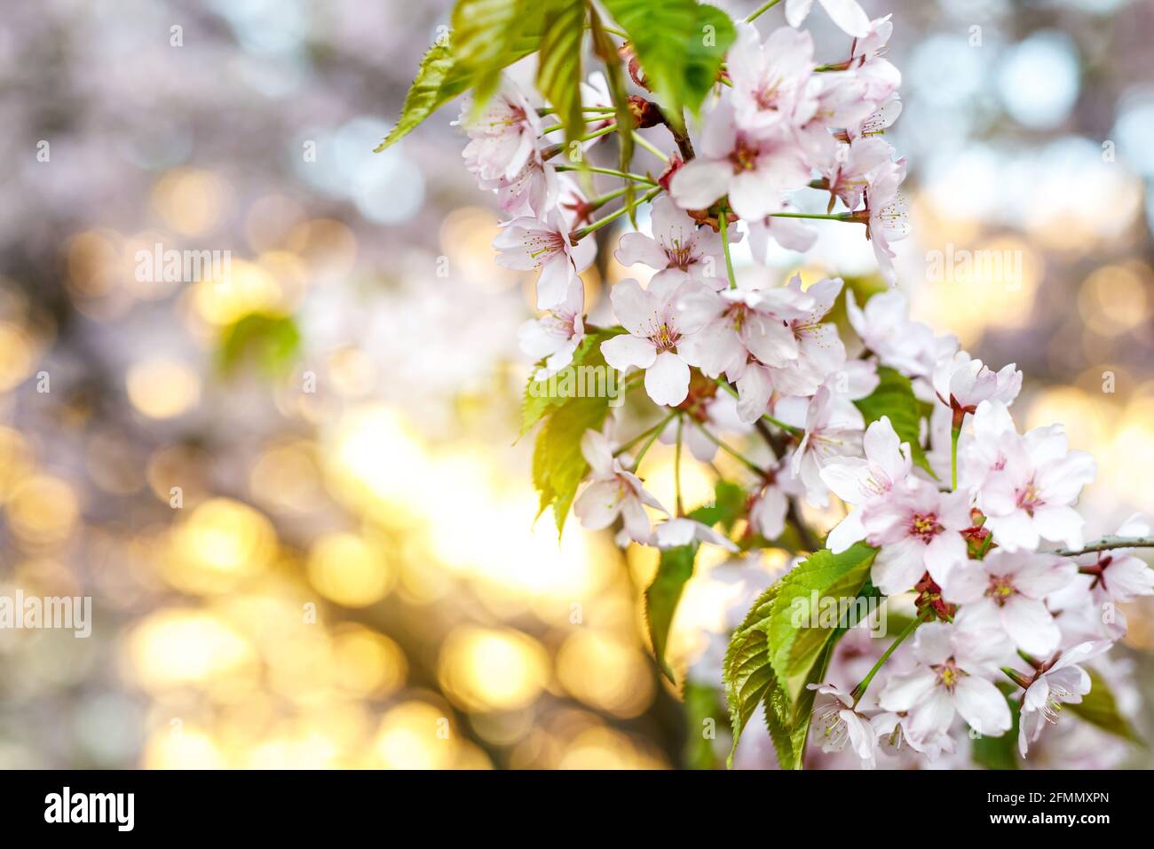 Fine art macro cherry blossom hi-res stock photography and images - Alamy