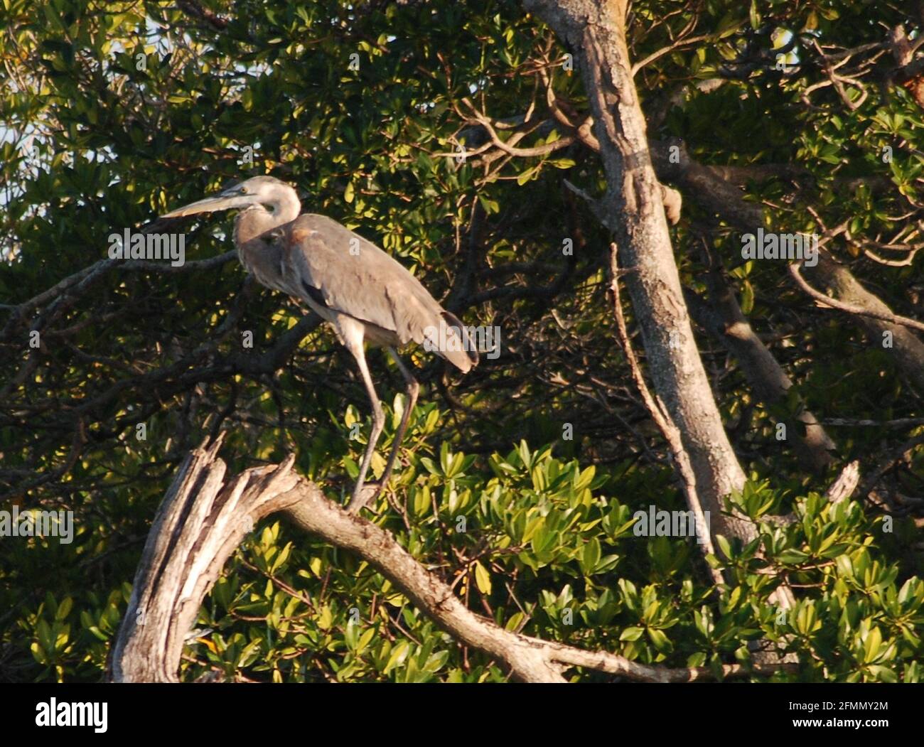 Great blue heron roosting hi res stock photography and images Alamy Great blue heron roosting hi res stock photography and images Alamy