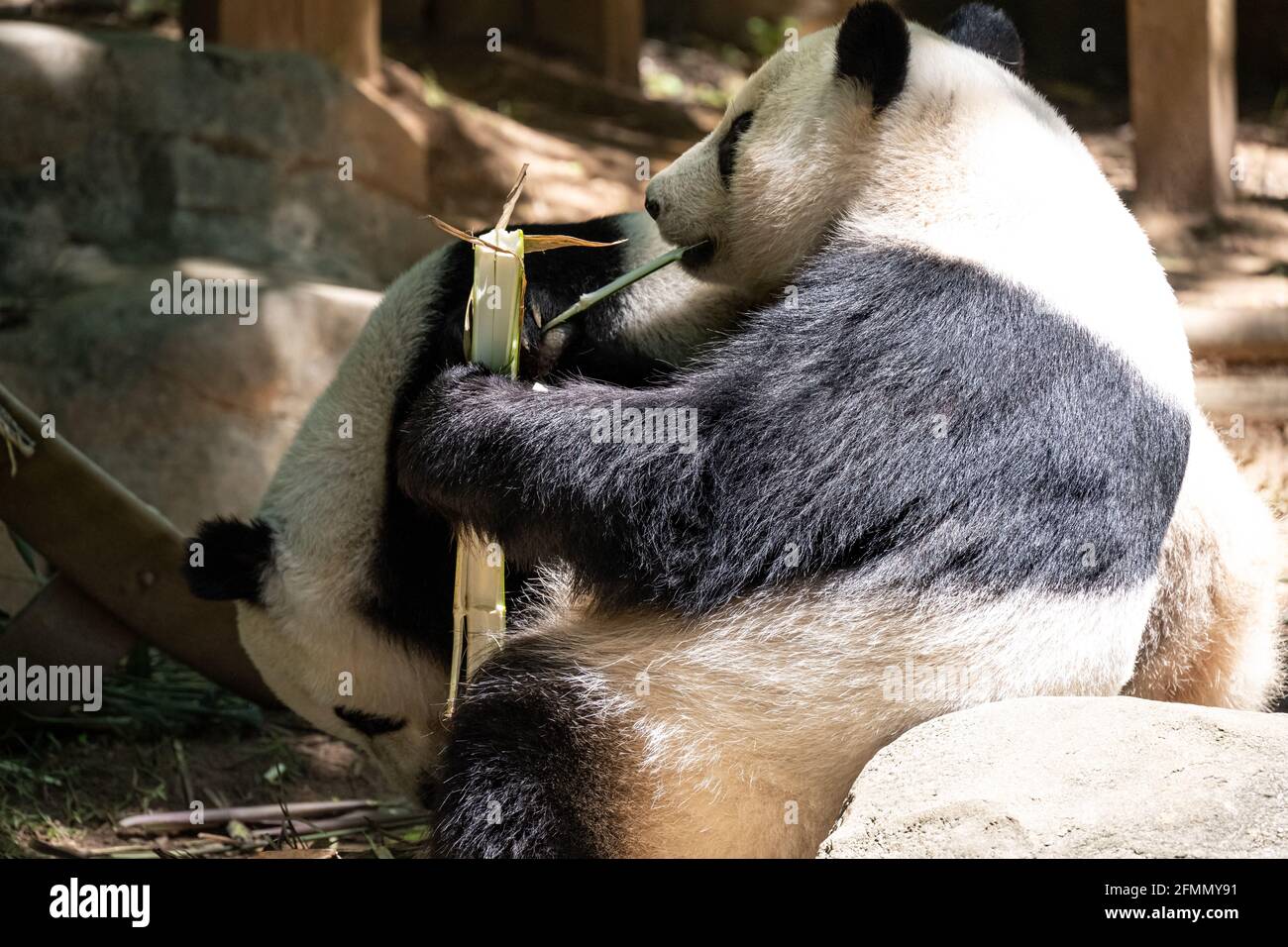 Giant pandas (Ailuropoda melanoleuca) eating bamboo at Zoo Atlanta in Atlanta, Georgia. (USA) Stock Photo