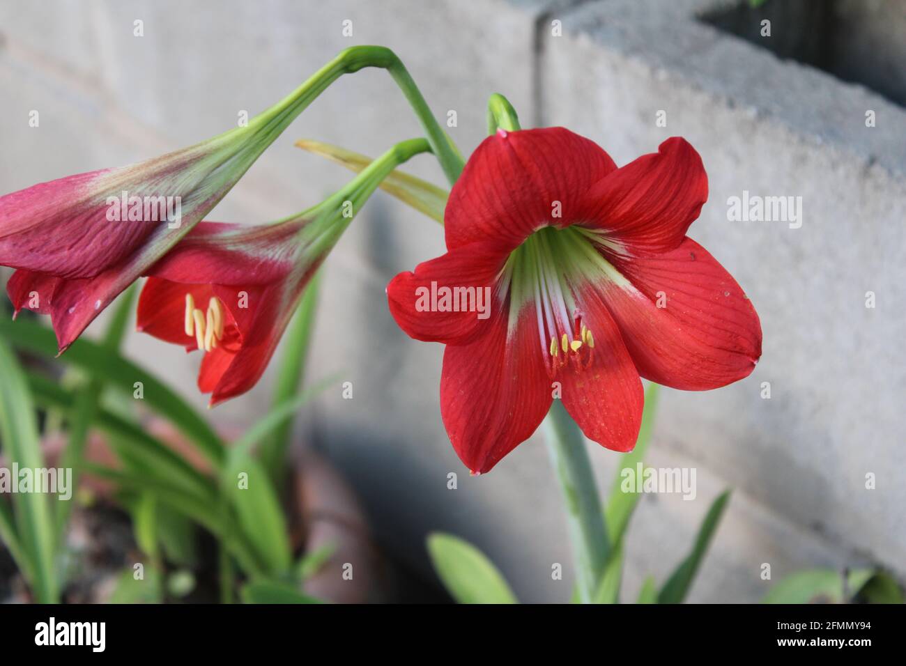 Hippeastrum miniatum or Christmas Flower Stock Photo
