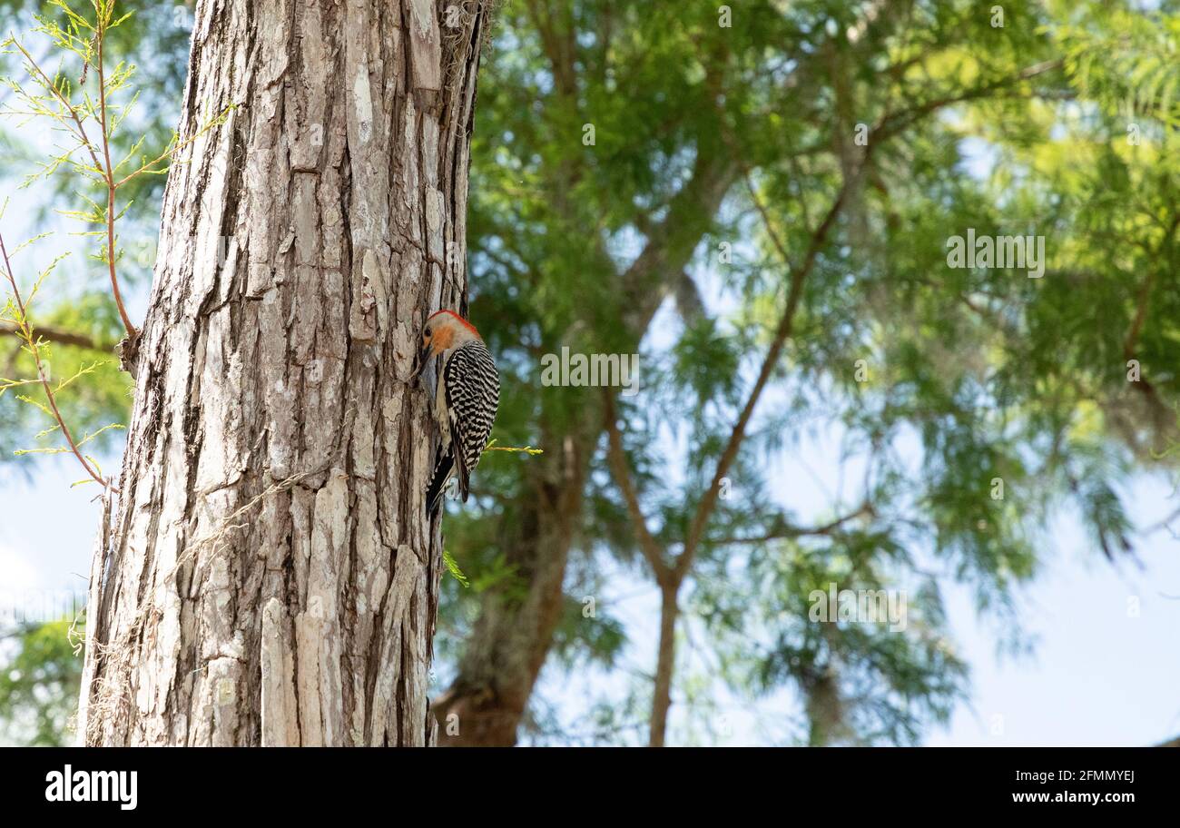 Naples Insects Red bellied woodpecker melanerpes carolinus bird pecks at a pine tree ...