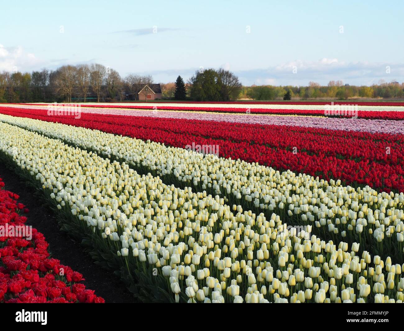 Sunny field with rows of red and white tulips growing under the bright ...