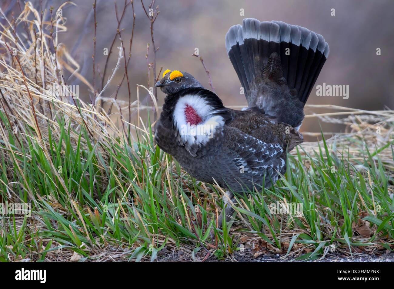 Dusky Grouse  Dendragapus obscurus Black Canyon of the Gunnison National Park, Colorado, United States 25 April 2018      Adult Male displaying.     P Stock Photo