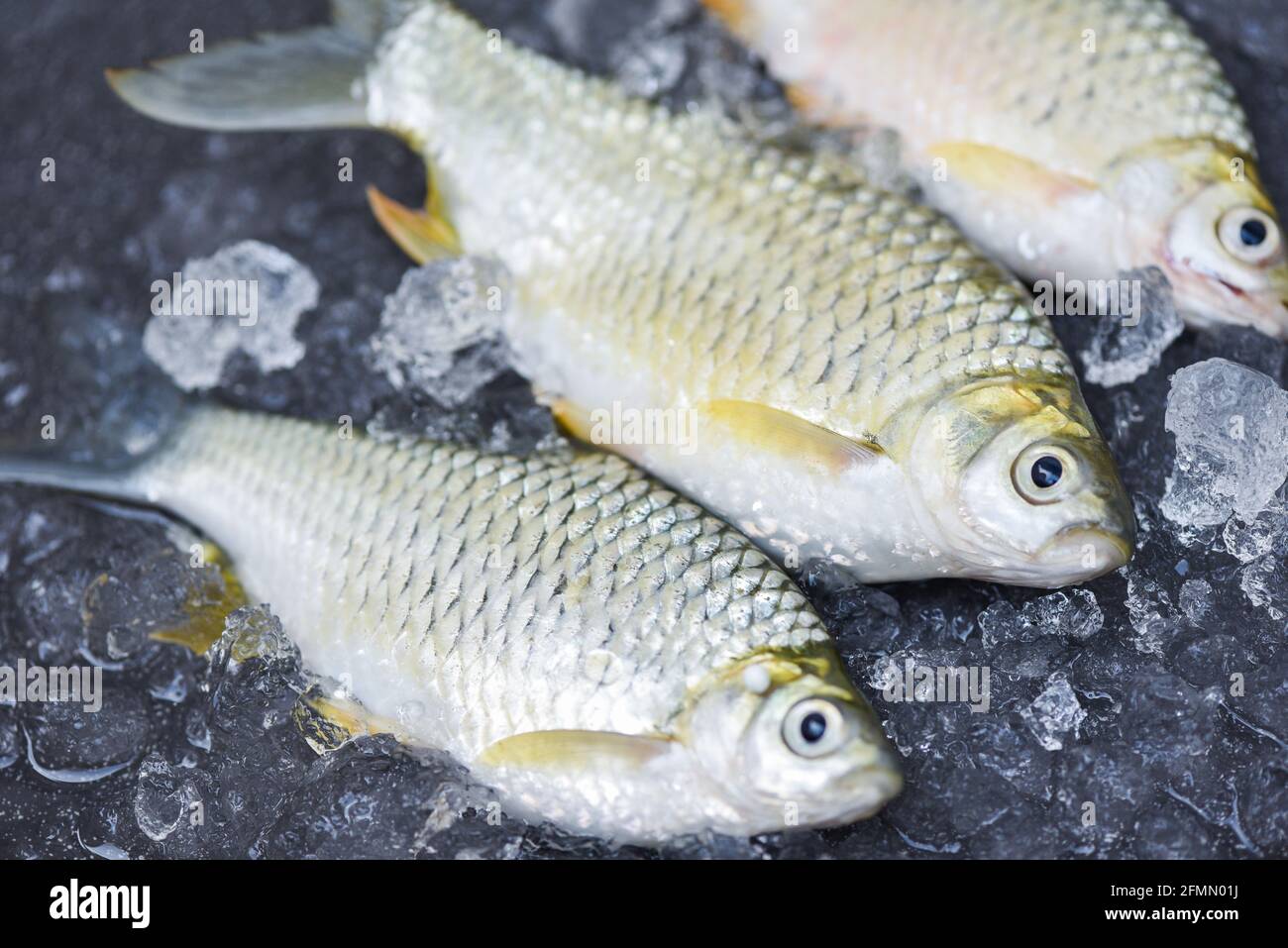 Silver Barb fish on ice, Java Barb Carp Fish on market food on dark ...