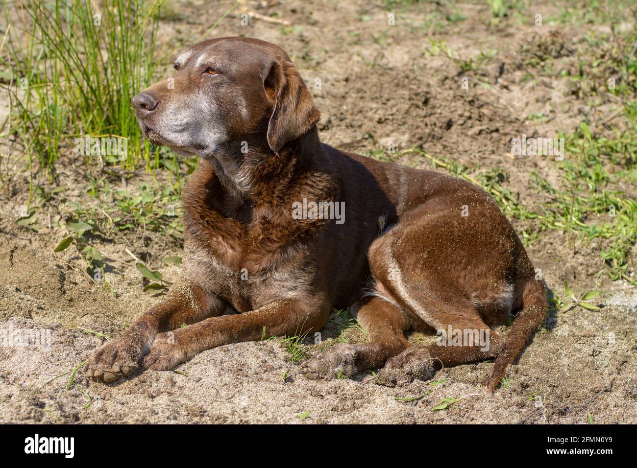 Chocolate Labrador dog wet and old Stock Photo