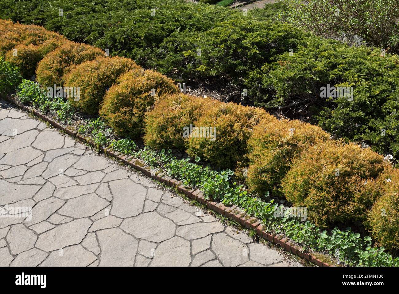Thuja occidentalis 'Congabe' fire chief globe arborvitae Stock Photo - Alamy