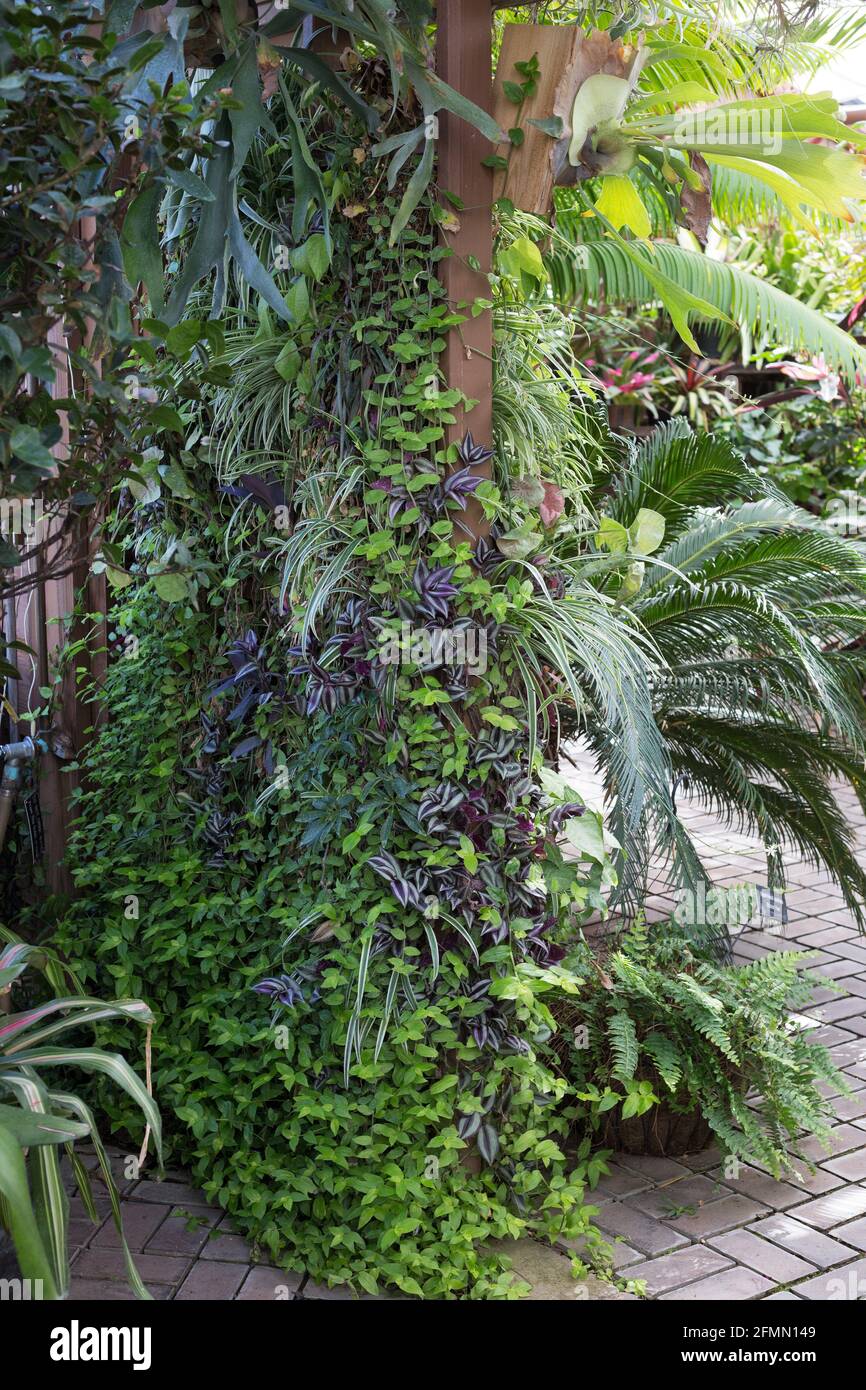Vertical wall garden hi-res stock photography and images - Alamy