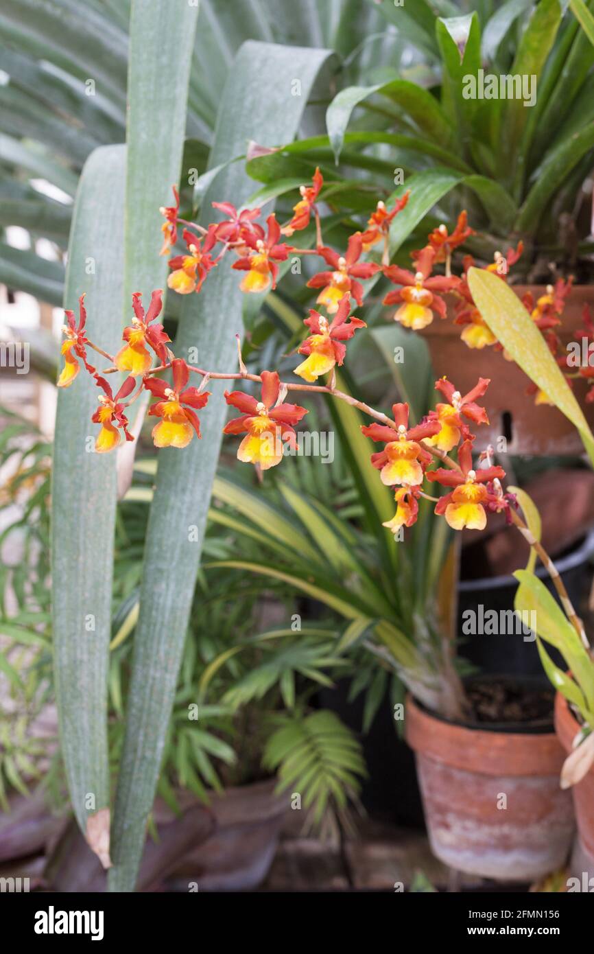 Odontocidium Catatante 'Sun King' orchid. Stock Photo