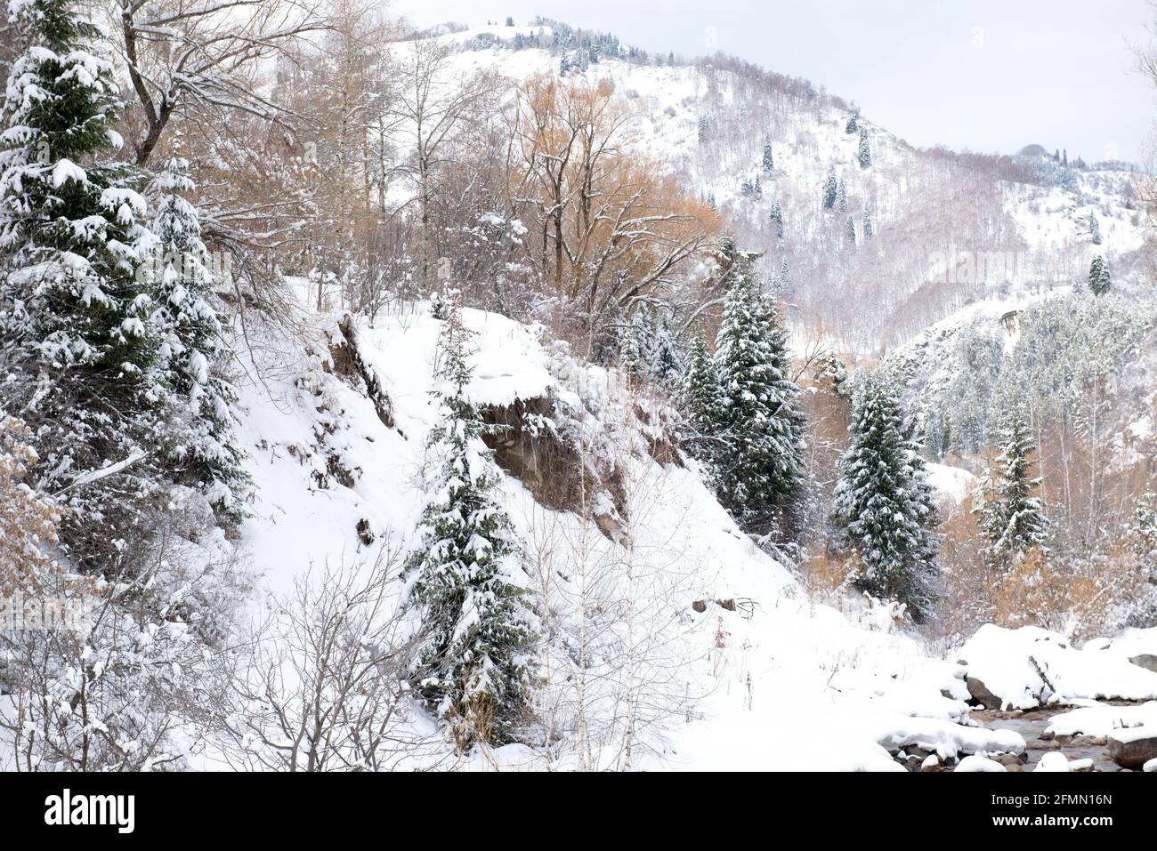 Fir trees in the snow hi-res stock photography and images - Alamy