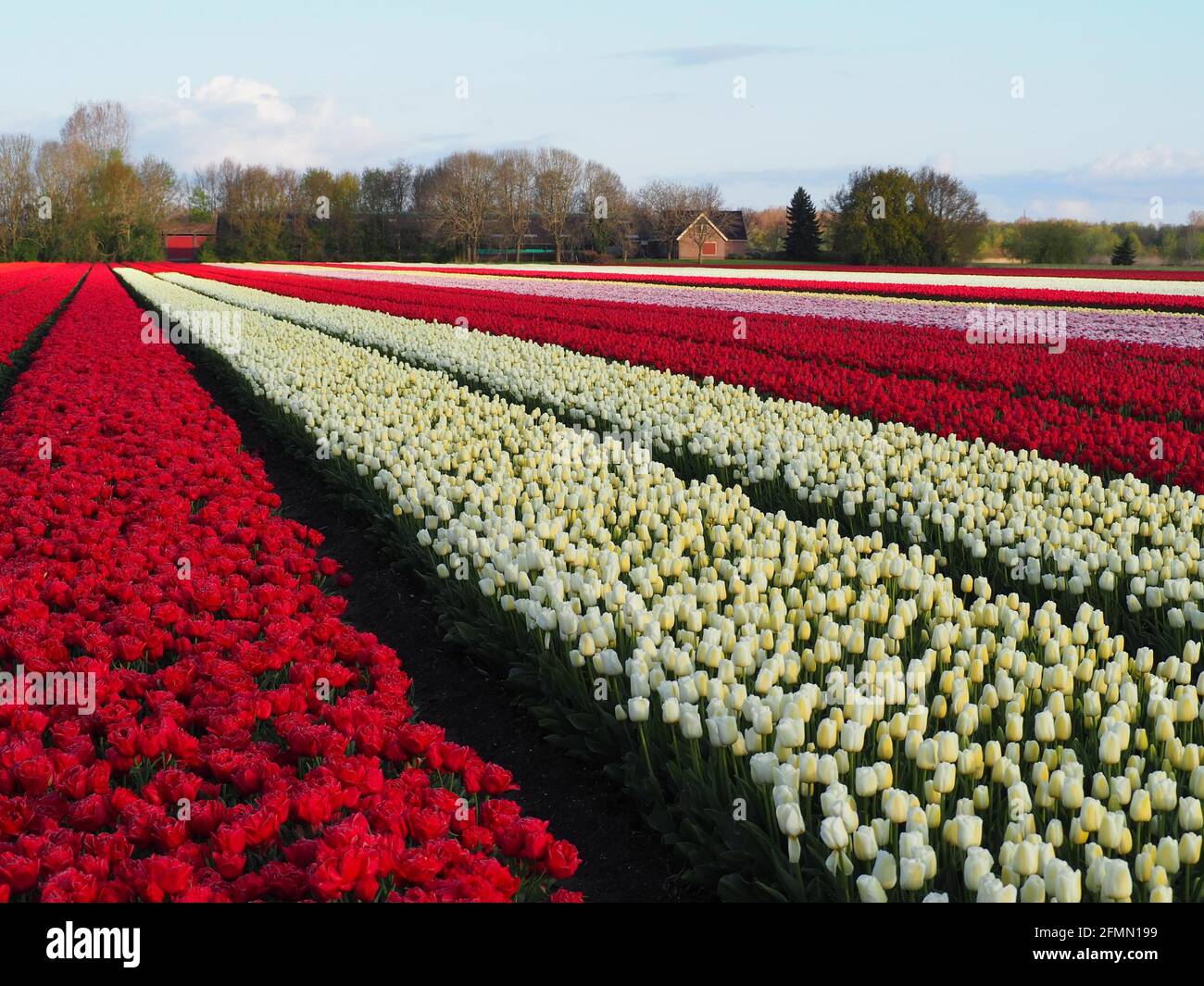 Sunny field full rows hi-res stock photography and images - Alamy
