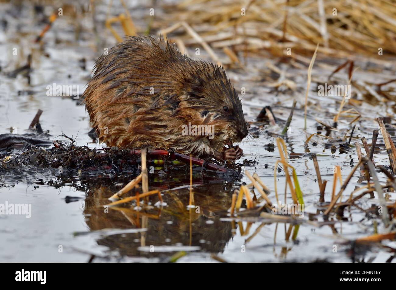 A wild muskrat "Ondatra zibethicus"; eating green shoots on a sunken log on the water surface of a pond in rural Alberta Canada Stock Photo